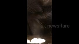Intense showdown as female starlings clash over prime real estate for nesting