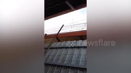 Monkey steals shirt drying on clothesline