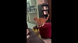 Churro the orange cat defies stereotypes with impressive treat catch