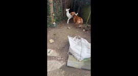 Silly doggo faced with the dilemma of whether the sheep in front of him is real or not