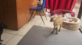 Puppy with cleft palate and motherless goat find companionship at Fort Worth's Animal Hope