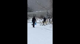 Daily delight: Penguins at the Calgary Zoo in Canada take a morning stroll