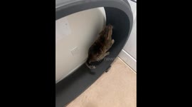Feline fitness: Cat receives encouragement to utilize exercise wheel
