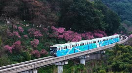 A train passes through blooming plum blossoms in Chongqing, China