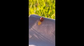 Ladybug Lays Her Eggs