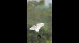 Birds Gang Up On Bigger Bird