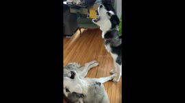 Howling Alaskan Malamute trio always have something to howl about