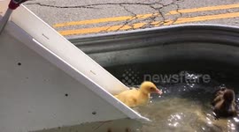 Heartwarming Duck Moments