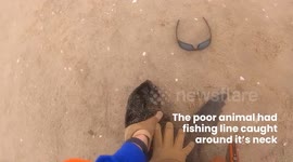 Heartwarming Seal Rescues