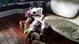 Heartwarming Mother Dog Moments