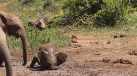 Funny Elephants