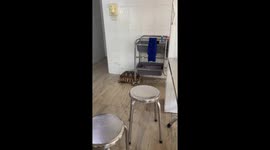 Pet turtle helps collecting plates at a local restaurant in Chiang Mai, Thailand.