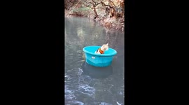 Relaxed pet cat floats through river in a tub