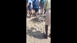 Eight olive ridley sea turtles caught in fishing nets released back to sea in India
