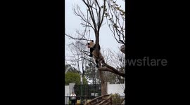 Panda playfully bites helium balloon in park, prompts visitor restrictions