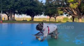 Talented pet dog rides skateboard