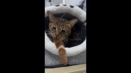 Naughty cat tests buddy's patience by throwing its tail in its face