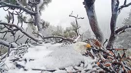 Valiant bald eagle braves snowstorm to protect eggs in California