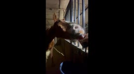 Horse in Justin, Texas, drinks beer from can in surprising video