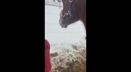 This 2-year-old is obsessed with horses and has already formed an unbreakable bond with one