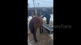 Five-year-old boy aimed to mount the horse by himself in Xinjiang, China