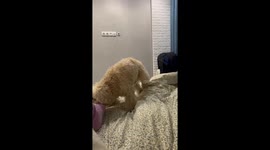 Buglyk the sock bandit: Maltipoo mischief in Kyiv