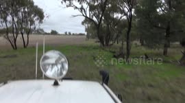 Man PUNCHES kangaroo in face to rescue his dog in clip that went viral