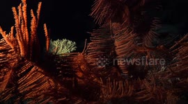 Scientists Discover More Than 100 New Species on Seamounts off the Coast of Chile