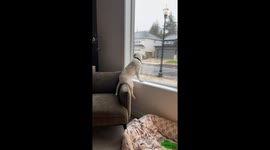 Amusing canine antics: White lab puppy takes human-like seat in owner's office