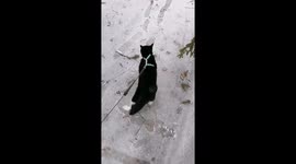 Tethered cat negotiates icy gauntlet on walk