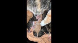 Newborn Kitten Living Up To Orange Cat Status