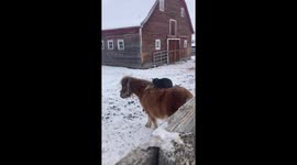 This cat loves to snooze whilst riding on horses' backs