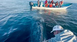 Petting friendly gray whales of Magdalena Bay, Baja California Sur!!!