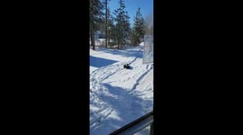 This dog loves nothing more than rolling around in the snow