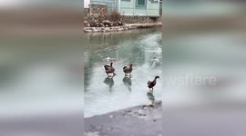 Hilarious moment steadfast duck waddles on frozen pond