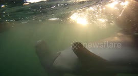 incredible underwater footage of giant hammerhead shark by canoe!!