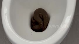 Horrified family find snake writhing in toilet bowl