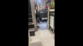 Hungry cat rattles bowl to demand food