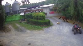 Feisty Pomeranian makes horse bolt and chases it through street