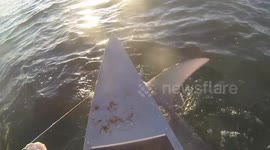 Florida fishermen in caneos shocked as they hook feisty hammerhead shark
