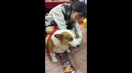 Chinese Woman Wins Lottery Ticket by Holding Her Puppy's Hand