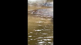 Mother-daughter bonding: magical moments with a rescued elephant in Mae Wang, Thailand