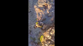 Invasive Chinese crabs threaten native Argentine species