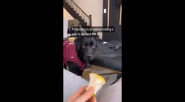 Canine caper: Toronto's sneaky black Lab swipes sleeper's pear!