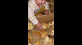 Cute toddler tries to eat an equally cute chick live *Hilarious Toddler Antics*