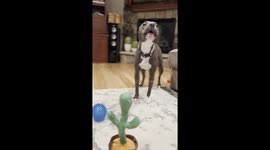 Talking cactus toy unleashes pit bull's inner wolf