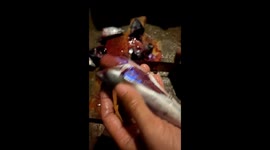 Egg from this fish amazing and glow in tge dark