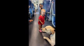 Toddler playing with Dog delights everyone on train with her giggles *Wholesome*