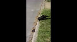 Mother possum bravely crosses road with babies in tow