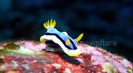 Sublime serenity: graceful nudibranch gliding across Japanese seafloor